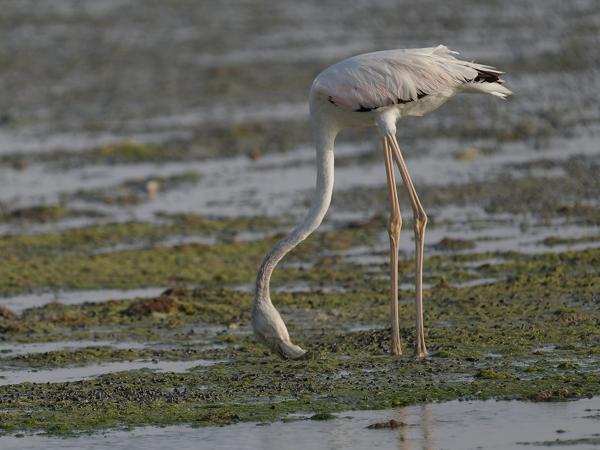 <h3>Phoenicopterus roseus / Greater flamingo / Flamingo</h3>OM-1 Mark II with OLYMPUS M.150-400mm F4.5, 1/2000 sec at F4.5, ISO 320, distance 42.3 m